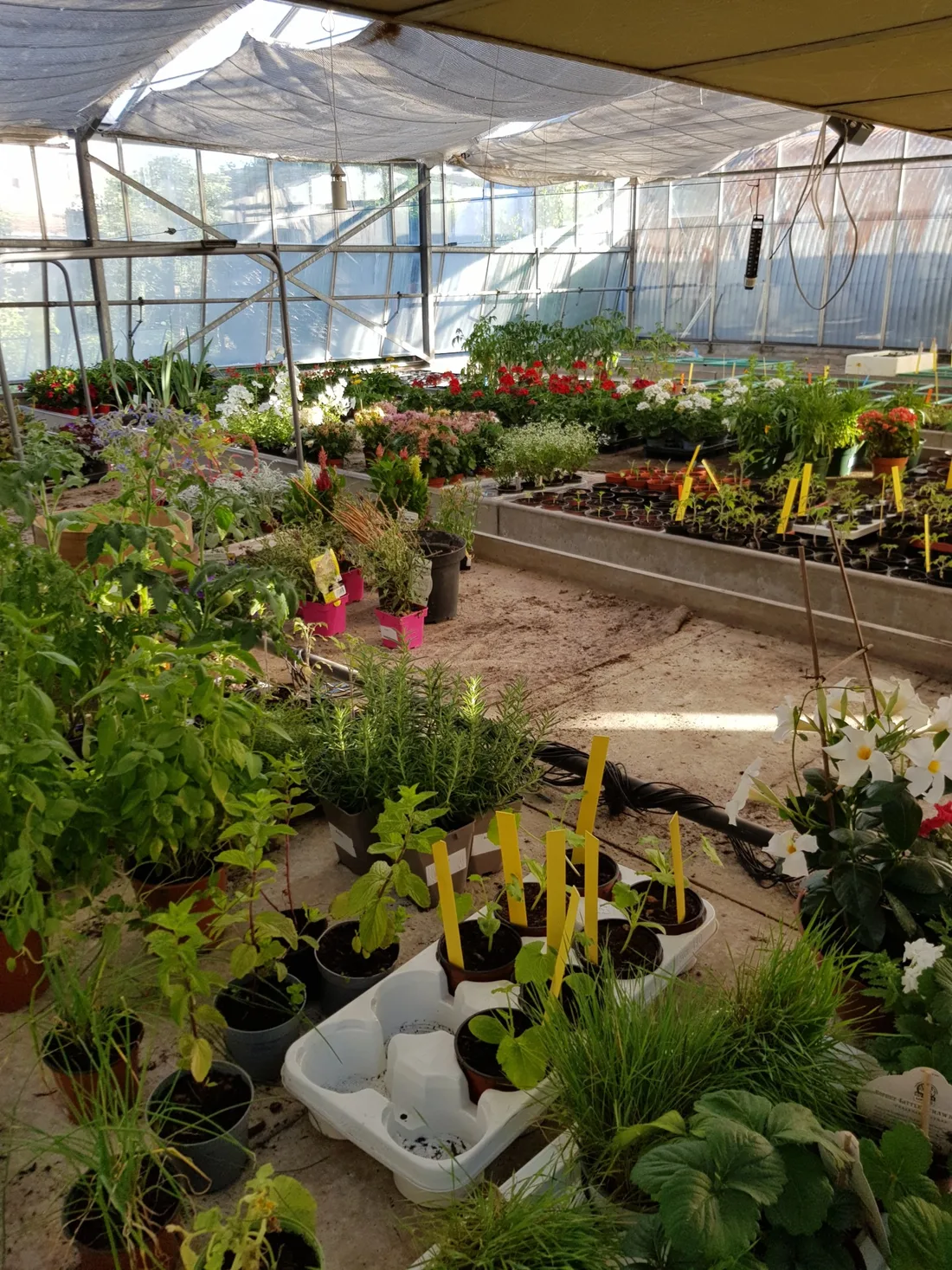 Serre aujourd'hui, pleine de fleurs, plants et aromatiques en production