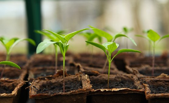 Légumes et plants potagers